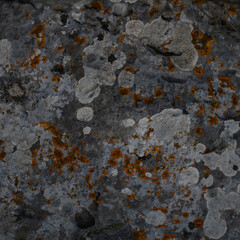 rock with lichens 