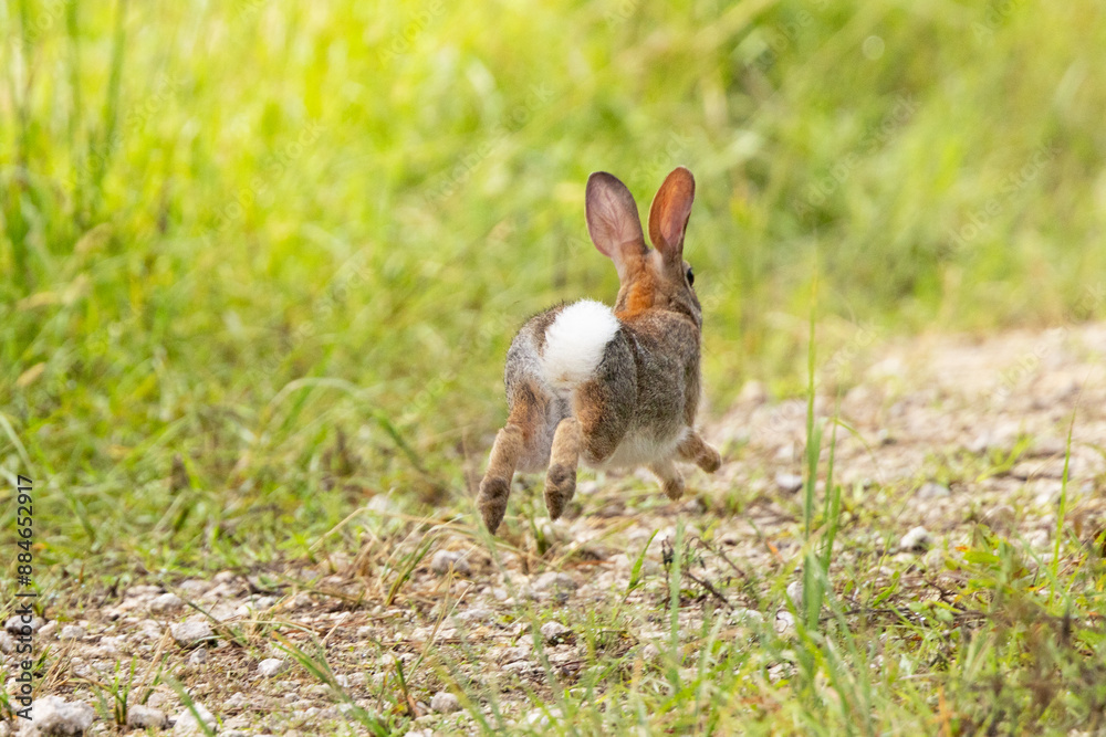 Florida White Rabbit Tail An eastern cottontail rabbit (Sylvilagus floridanus) running and ...
