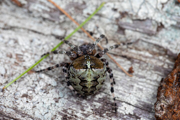 A large orb weaving spider (araneus nordmanni) in her natural habitat in a forest in Ontario, Canada.
