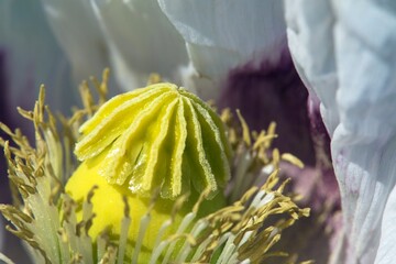 Wall Mural - white opium poppy flower, in latin papaver somniferum