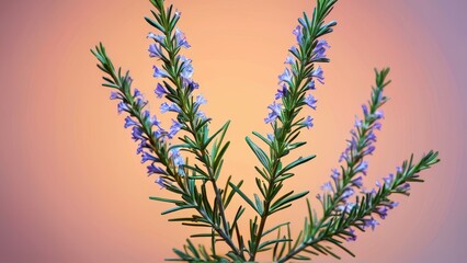 Wall Mural - Rosemary Flowers with Blurred Background.