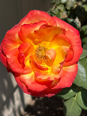 Sticker - Bright and beautiful rose blossom