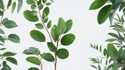 Canvas Print - Green Leaves on White Background.