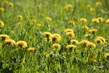 Canvas Print - dandelion field