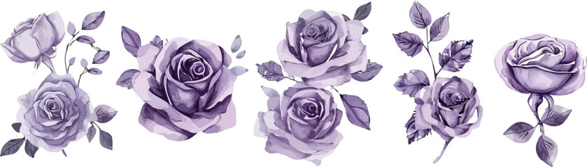 Beautiful Purple Rose with Green Leaves, Isolated Watercolor for Decorative Design