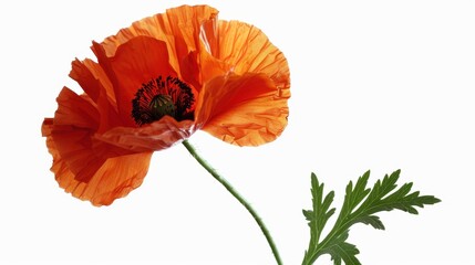 Poppy flower with high detail and vibrant color on white background.