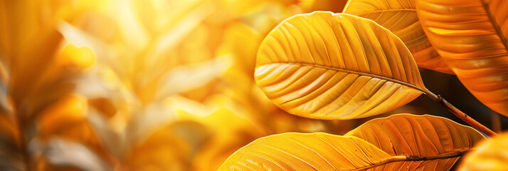 Wall Mural - A vibrant yellow tropical leaf, perfect for use as a graphic element or wallpaper for a summer-themed design.