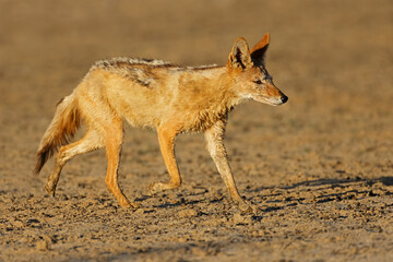 Wall Mural - a black-backed jackal (canis mesomelas) running, kalahari desert, south africa.