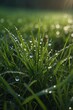 © Ta Sher - Juicy lush green grass on meadow with drops of water dew in morning.