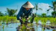 © Super - A farmer planting rice seedlings in a flooded paddy field, lush green surroundings, traditional straw hat, clear blue sky