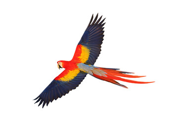 Wall Mural - Colorful flying Scarlet Macaw parrot isolated on transparent background png file