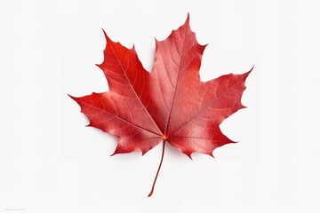 Autumn leaf. Autumn maple leaf isolated 