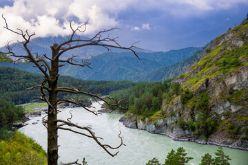 beautiful landscape - lonely dead tree over the mountain river in altai