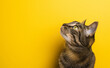 © Curioso.Photography - Curious tabby cat looking up against a bright yellow background.