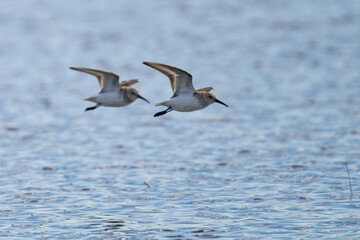 Sticker - bécasseau sanderling - Calidris alba - Scolopacidae
