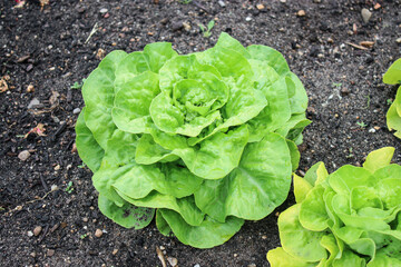 Wall Mural - Close up of green lettuce growing in a garden bed, blurred background 