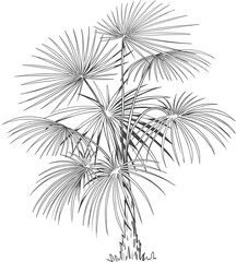 hand drawn tropical palm tree. vector of hawaii beach palm tree, fern and frond outline, botany flor