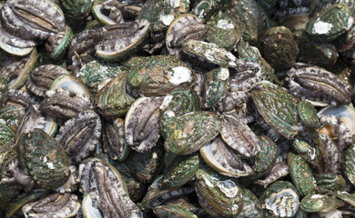 Canvas Print - Close-up of stacked raw abalones with skin at Wando Port near Wando-gun, South Korea
