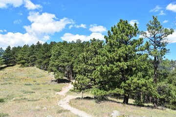 Sticker - Scenic hiking trail through a forest with lush green trees in Betasso Preserve