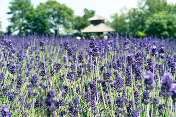 Sticker - Beautiful purple lavender in the garden in summer Japan.