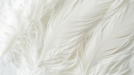 Poster - Feather texture in bright white Top view with copy space Ideal for greeting cards Focus on special occasions
