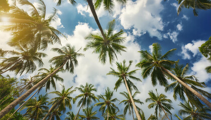 coconut trees towering into the sky, view from below