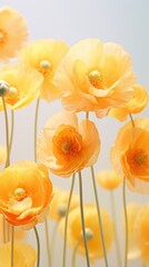 Wall Mural - Buttercup flowers at the center asteraceae daffodil blossom.