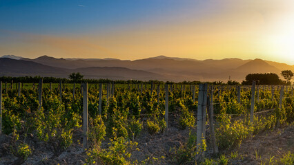 grape valley at sunrise.