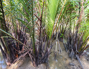 Wall Mural - The deep green Nypa Fruticans Palm tree or Wurmb trees for background use. Commonly known as the nipa palm (or simply nipa) or mangrove palm growing in water hole.