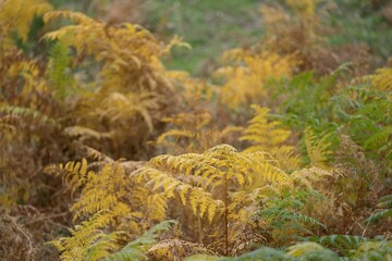 Wall Mural - Close-up of yellow and green ferns in a natural forest setting during autumn.