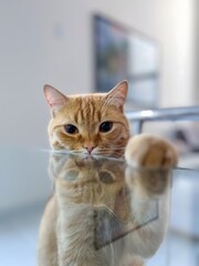 Close-up of a curious ginger cat peering over a glass table with its reflection visible.