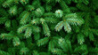 © OMD - Close-up of evergreen tree branches with green needles, likely from a pine or fir tree, creating a dense and lush natural texture.