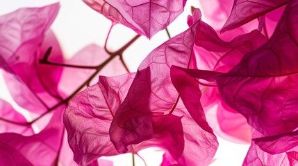 Gorgeous bougainvillea plant featuring vibrant pink bracts and intricate patterns, beautifully backlit and in full bloom