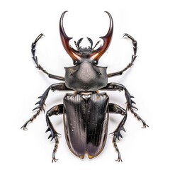 A stag beetle with impressive mandibles and rugged exoskeleton, isolated white background, hyperrealism art style