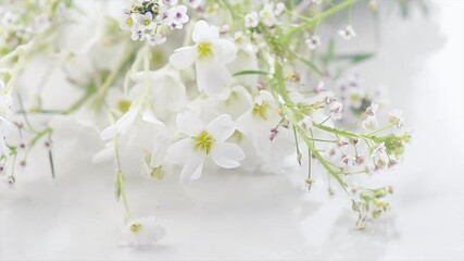 Poster - Beautiful tiny wild flowers bunch over white background, soft pastel colours, beauty invitation card design, wedding, birthday border art. Macro shot, nature. 