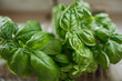 © Westend61 - Fresh green leaves of basil plant at home