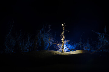 Wall Mural - spooky dark landscape showing silhouettes of trees in the swamp on misty night.