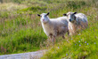 © Rolf - Sheep Encountered at Their Summer Grazing on Runde Island in Norway