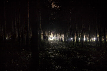 Wall Mural - magical lights sparkling in mysterious forest at night. Nightmare pine forest.