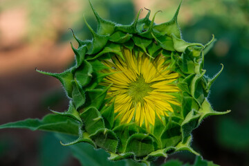 Sunflower bud on the vberge of opening