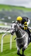 © master1305 - Purebred beautiful gray racehorse with jockey in black and yellow galloping down lush green racetrack. Jockey leans forward, fully focused, with blurred background