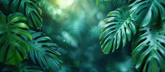 Sticker - Tropical Rainforest Leaves with Sunlight