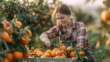 Skilled young woman farmer employee in plaid shirt harvesting fresh tangerines during work on farm during daytime