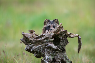 a hidden raccoon peeks out from above a tree stump
