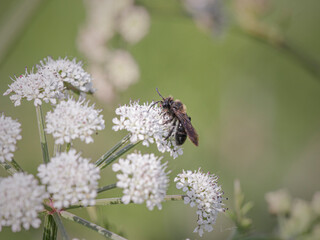 Poster - Black bee on white flowers