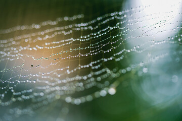 macro spider web with droplets