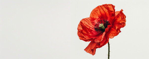 Wall Mural - A striking red poppy against a stark white background, emphasizing the bold color and simplicity. Perfect for minimalist wall decor.