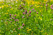 © funkenzauber - field of flowers with a mix of yellow and purple flowers