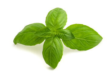 Fresh basil