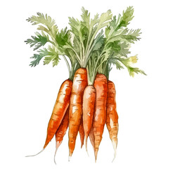 watercolor vector vegetables set: carrot on white. set of a bunch of ripe carrots. watercolor bright